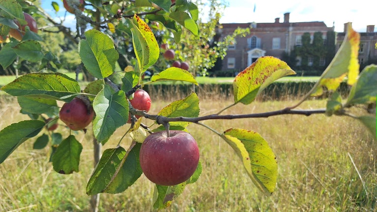 Apples growing at Hinton Ampner